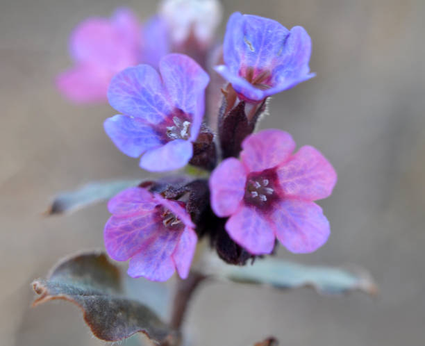 istock Lungwort (Pulmonaria) blooms in the wild spring forest 1415252918
