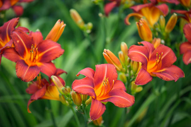 piękny ogród ozdobny (lilia dzienna) - liliowiec zdjęcia i obrazy z banku zdjęć