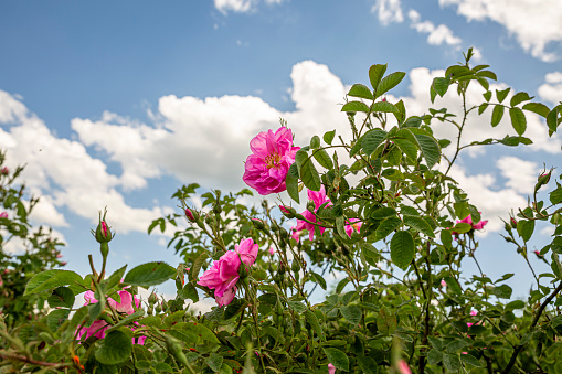 Beautiful rose shrub blooming in May -June.