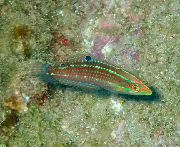 Ornate wrasse Ornate wrasse hawaii thalassoma pavo stock pictures, royalty-free photos & images