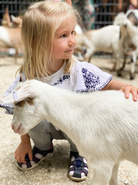istock A girl and a goatling 1415258343
