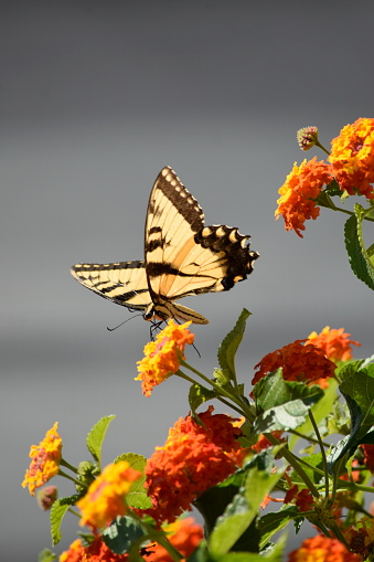 Butterfly on top of flowers