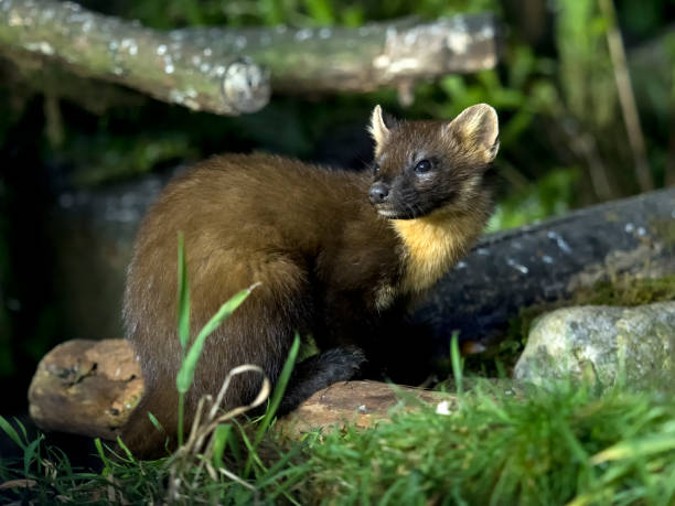 istock Pine Marten in a Scottish Forest 1415259474