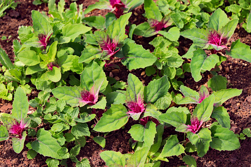 Young Tree Spinach plants (Chenopodium Giganteum), an annual leafy vegetable also known as Magenta Spreen, Purple Goosefoot and Giant Lambsquarters.