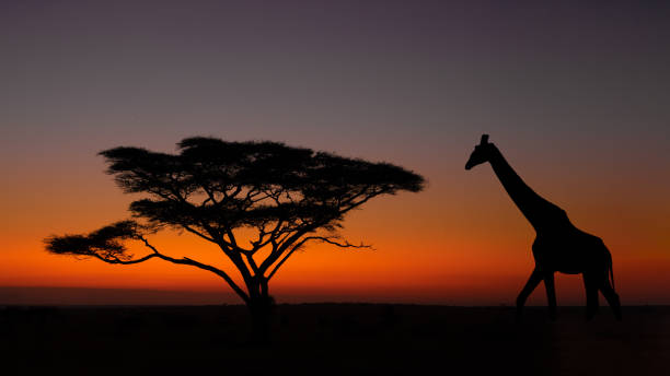 istock A giraffe with an umbrella acaia at dawn 1415259709