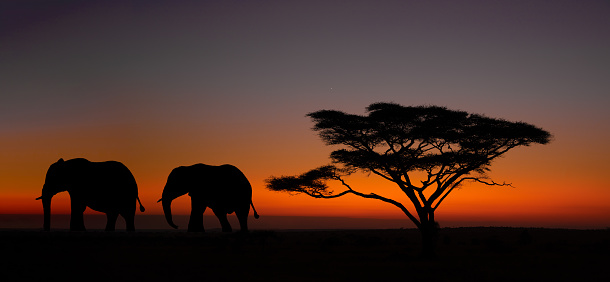 Two elephants walking away from an umbrella thorn acacia at dawn in Serengeti National Park, Tanzania