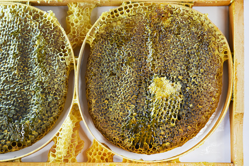 Honeycomb honey, beehive frame