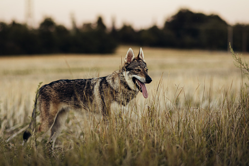 Young Czechoslovakian wolfdog standing in the middle of the field