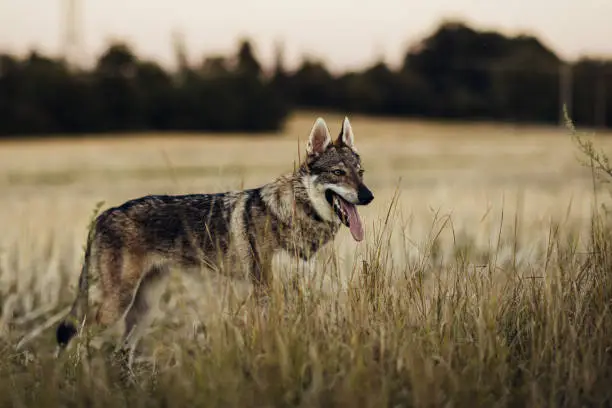 Photo of Czechoslovakian wolfdog in the field