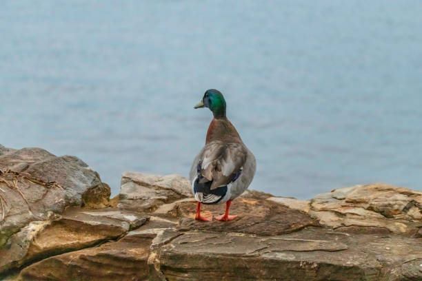 Mallard duck at the bay at Woy Woy on the Central Coast, NSW, Australia.