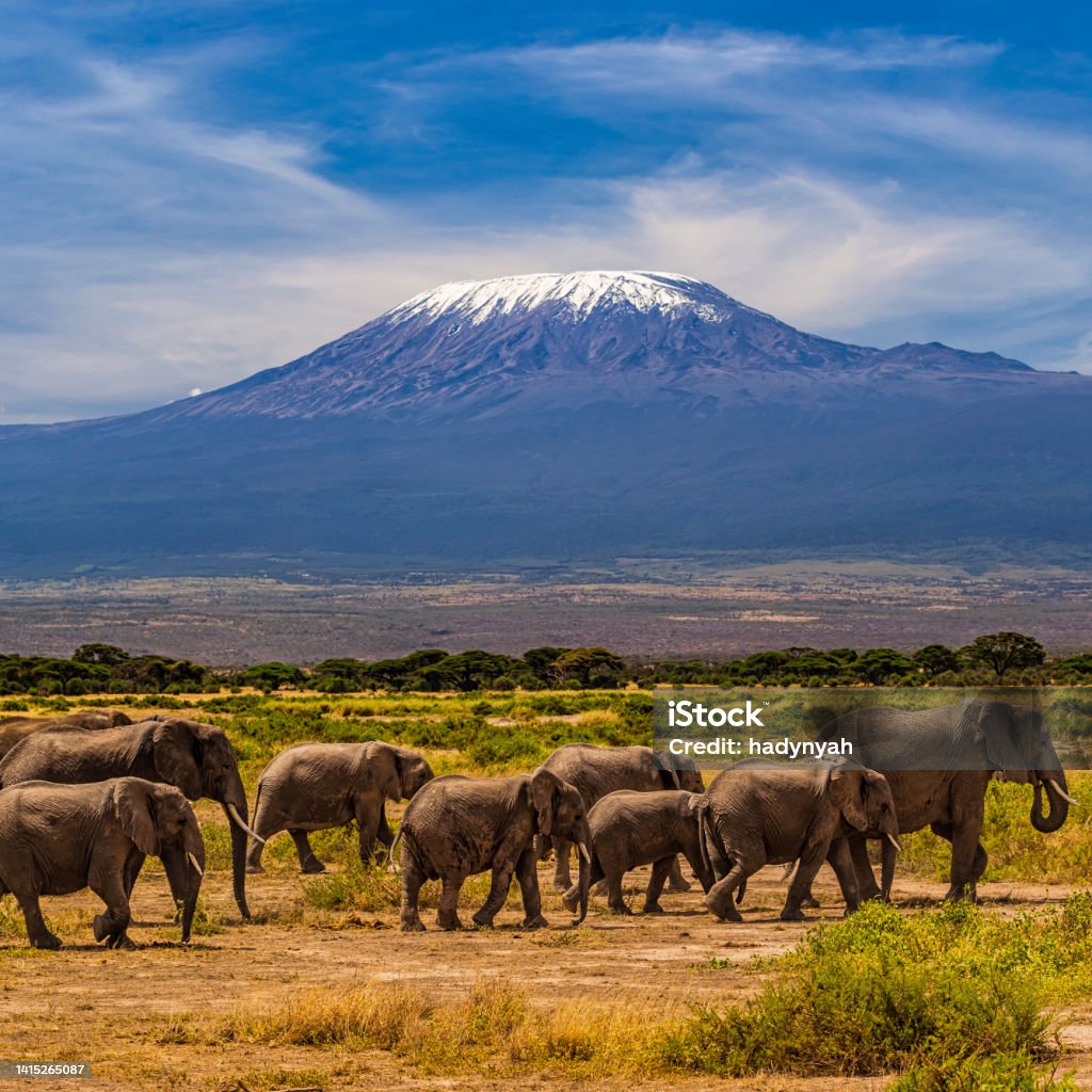 African elephants walking in the Savannah, Mount Kilimanjaro on the background African elephants walking in the Savannah, Mount Kilimanjaro on the background, southern Kenya, Africa Mt Kilimanjaro Stock Photo