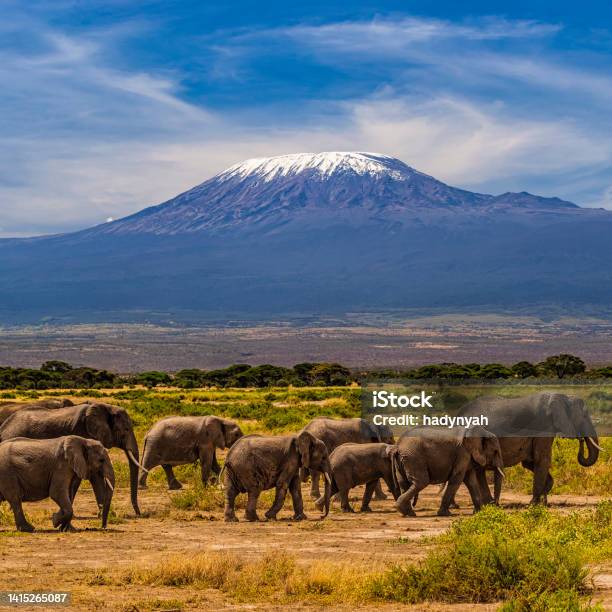 African Elephants Walking In The Savannah Mount Kilimanjaro On The Background Stock Photo - Download Image Now