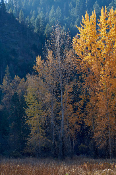 istock Afternoon Sunlight And Shadows Fall On Aspen Trees. 1415266265