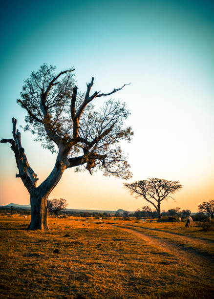 A scene of a beautiful sunset,while walking about in this nature and beautiful landscape in one of our village named Kgomokasitwa,the scattered plants too.