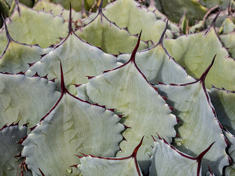 Close up of butterfly agave