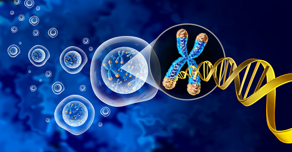 Chromosome and cell nucleus  with telomere and DNA concept for a human biology x structure containing dna genetic information as a medical symbol for gene therapy or microbiology genetics as a 3D illustration.