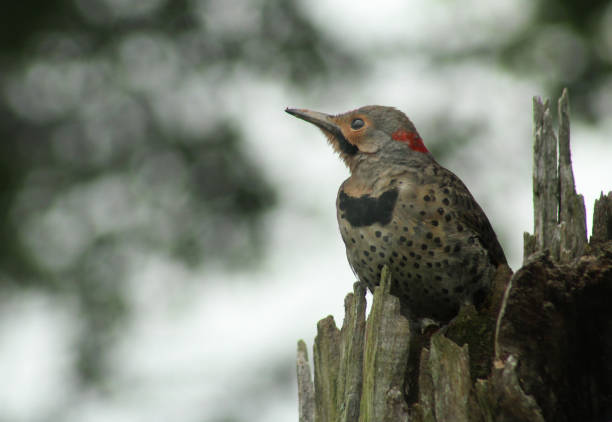 A male Northern Flicker on a post.