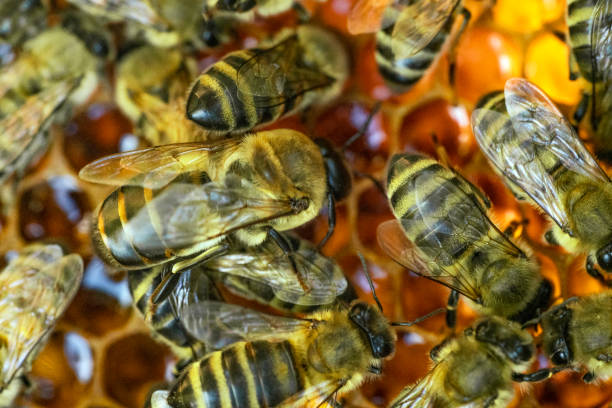 istock Bees on honeycomb. Macro photo. Working bees on honey cells. 1415274449
