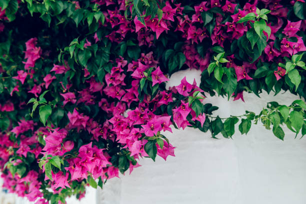 istock Bougainvillea tree in Greece 1415274972
