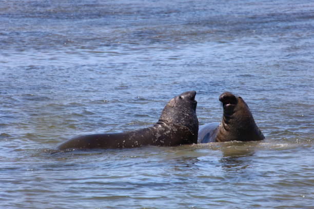 istock Elephant Seals at Ano Nuevo California 1415275022