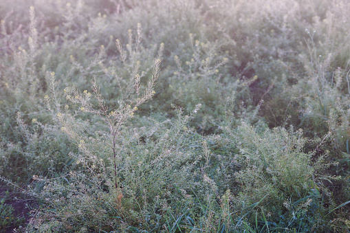 Descurainia sophia en la mañana brumosa de verano con rocío, primer plano photo