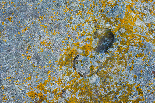 Lichen on quartzite sandstone surface. A pioneer lichen in Bare Rock Succession that helps break down rock and sets the stage for mosses and other plants to follow succession.