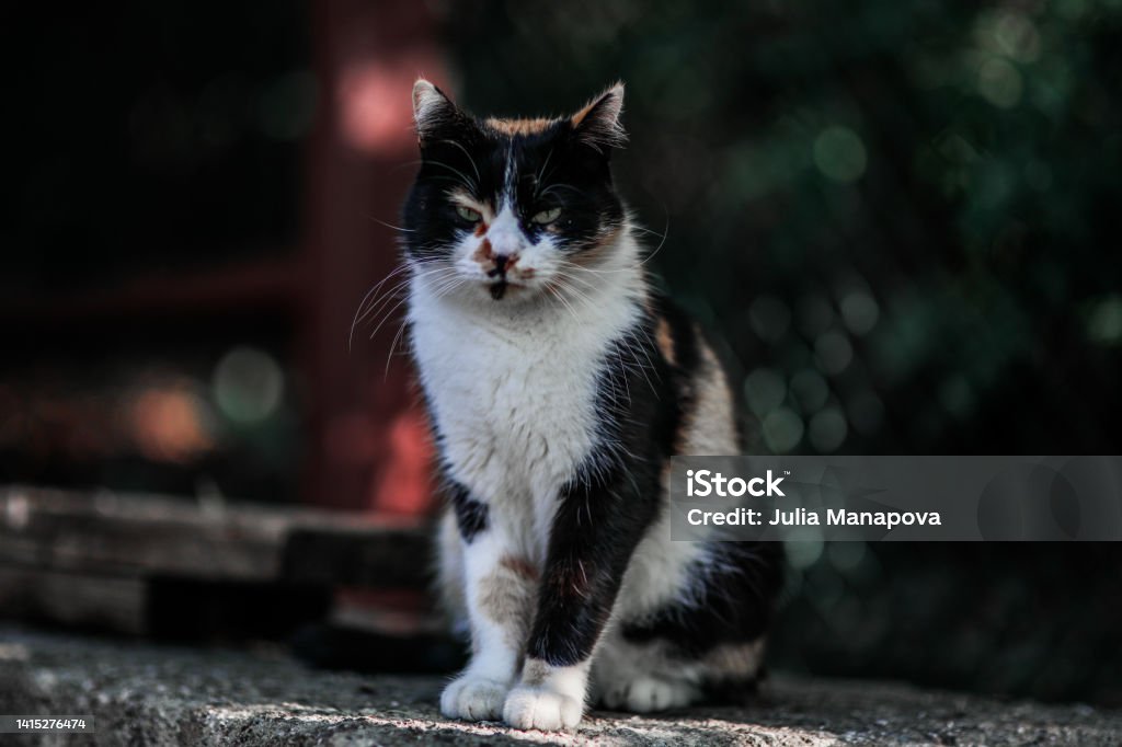 Уличный кот Street cat sits and looks at me Animal Stock Photo