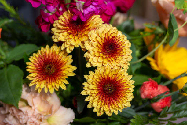 istock Red and yellow chrysanthemum flowers close-up 1415276485
