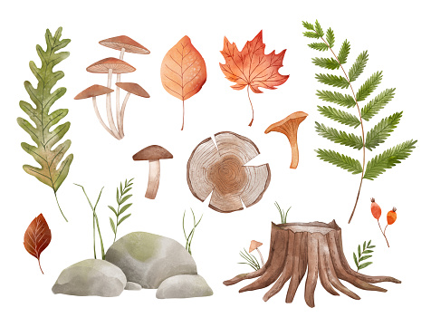 Watercolor forest elements. fall leaves, Maple, fern, berry, mushrooms, annual rings, stones. Hello autumn. Wild stump. Perfect for autumn decor, fabric, textile, seasonal cards