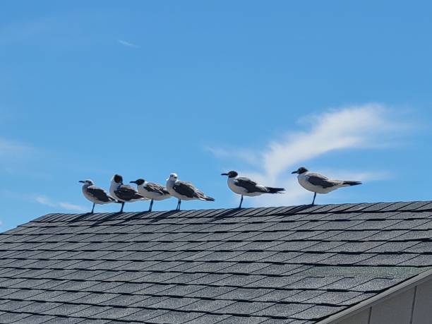 istock 6 seagulls on a roof top 1415278586