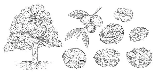 Vector illustration of Set walnut. Branch with leaves and nuts. Vector vintage engraving