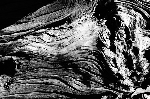 Black and white close-up of age wood grain from a fallen tree.
