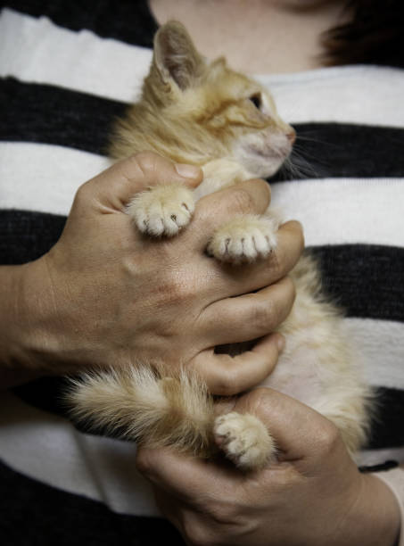 istock Abandoned cat puppy 1415282554