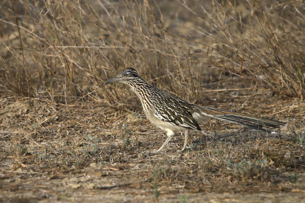 istock Greater Roadrunner (geococcyx californianus) poised on the ground 1415283482