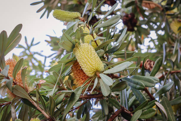 istock yellow banksia flower on tree 1415285046