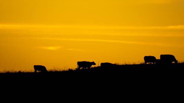 istock Cows Grazing on Grass in a Field with Yellow-Orange Sunset Behind Them 1415285050