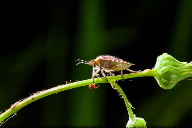 istock Dolycoris baccarum Linnaeus,  sloe bug 1415285059