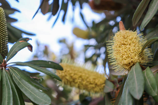 istock yellow banksia flowers on tree 1415285787
