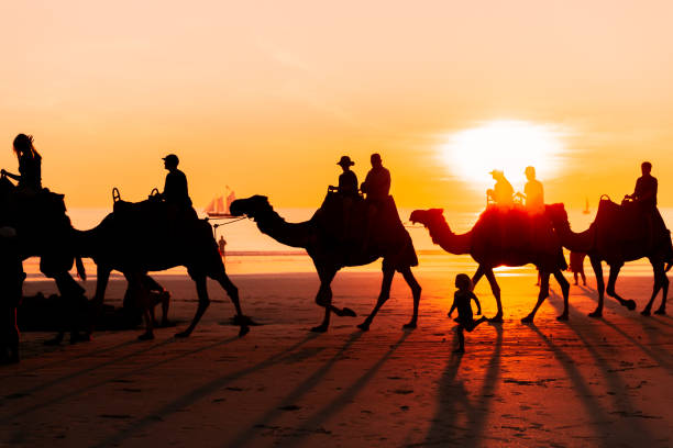 Sunset camel ride on Cable Beach, Broome Sunset camel ride on Cable Beach, Broome, Western Australia camel train photos stock pictures, royalty-free photos & images