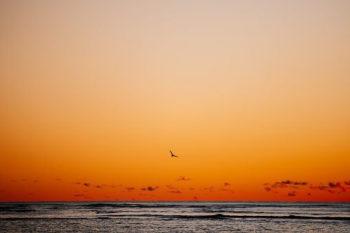 Birds fly over the ocean as the sun sets over the water