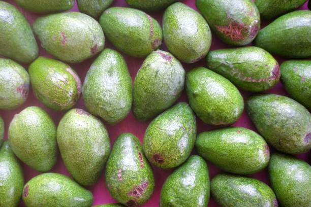 istock Pile of avocados freshly picked from the tree 1415290868