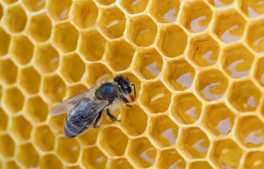 Details of dorsal thorax and head, including ocelli, of a wild native bee covered in pollen inside an orange cactus flower.