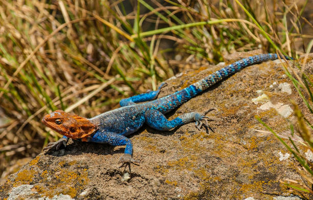 istock The Common Agama, Red-headed Rock Agama, or Rainbow Agama (Agama agama) is a species of lizard from the Agamidae family, found in most of Subsaharan Africa. It can often be seen in the heat of the day. Lake Nakuru National Park, Kenya. Male animal. 1415294995