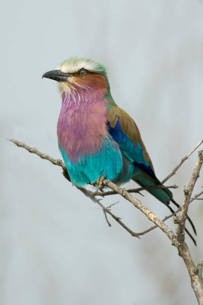 istock The lilac-breasted roller (Coracias caudatus). Masai Mara National Reserve, Kenya 1415295076