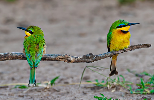 The little bee-eater (Merops pusillus) is a near passerine bird species in the bee-eater family, Meropidae. Masai Mara National Reserve, Kenya.