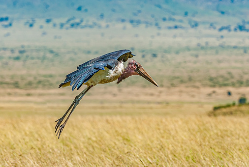 The Marabou Stork (Leptoptilos crumenifer) is a large wading bird in the stork family Ciconiidae. It is sometimes called the Undertaker Bird due to its shape from behind: cloak-like wings and back, skinny white legs, and sometimes a large white mass of hair. Masai Mara National Reserve, Kenya. Flying.
