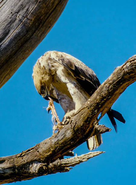 The tawny eagle (Aquila rapax) is a large bird of prey. Like all eagles, it belongs to the family Accipitridae. Its heavily feathered legs illustrate it to be a member of the subfamily Aquilinae. Masai Mara National Reserve, Kenya. Eating. el águila leonada (aquila rapax) es un ave rapaz de gran tamaño. como todas las águilas, pertenece a la familia accipitridae. sus patas fuertemente emplumadas ilustran que es un miembro de la subfamilia aquilinae. reserva nacional masai mara, kenia. com