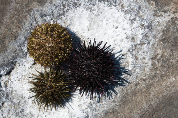 conchas de ouriço-do-mar em sal branco - green sea urchin fotos - fotografias e filmes do acervo