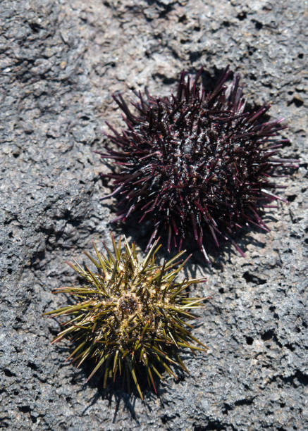 prickly sea urchin shells on rock - green sea urchin fotos imagens e fotografias de stock