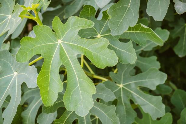 istock Fresh figs on the plant with green leafs 1415296956